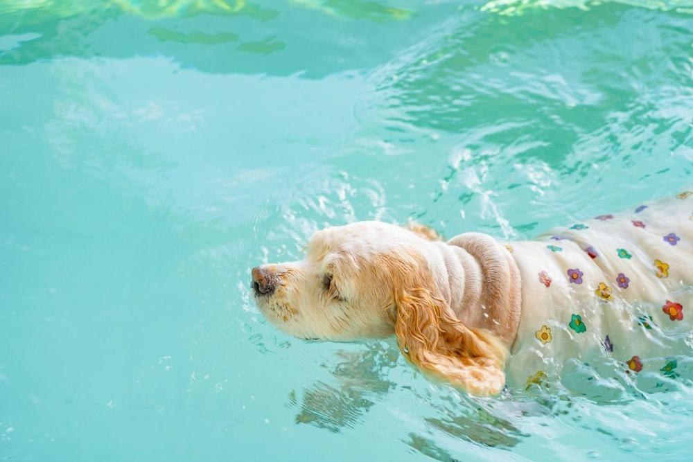 Taean Dog Day Pet Pool Villa Exterior foto